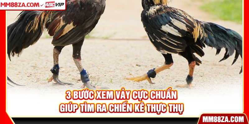 3 bước xem vảy cực chuẩn giúp tìm ra chiến kê thực thụ