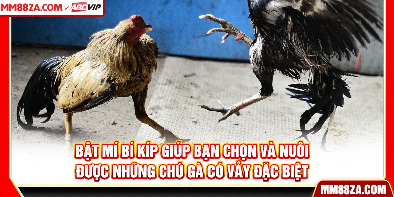 Bật mí bí kíp giúp bạn chọn và nuôi được những chú gà có vảy đặc biệt