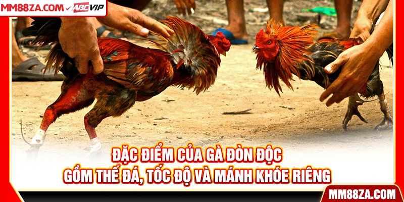 Đặc điểm của gà đòn độc gồm thế đá, tốc độ và mánh khóe riêng