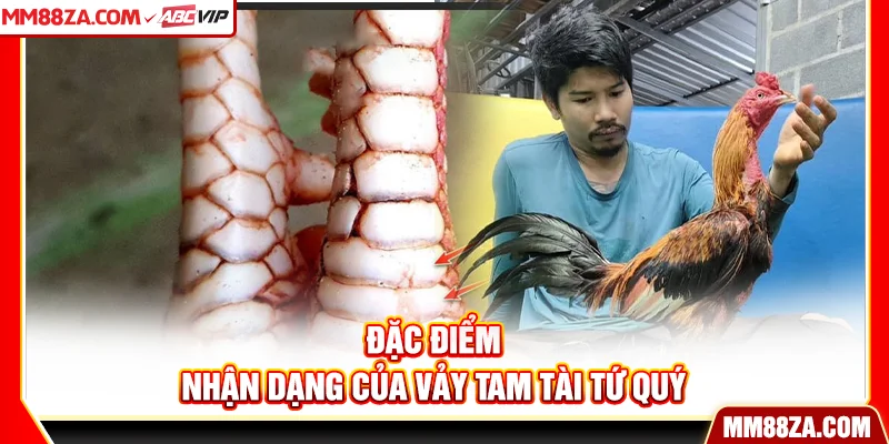 Đặc điểm nhận dạng của vảy tam tài tứ quý