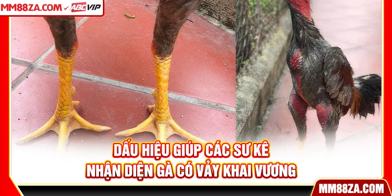 Dấu hiệu giúp các sư kê nhận diện gà có vảy khai vương