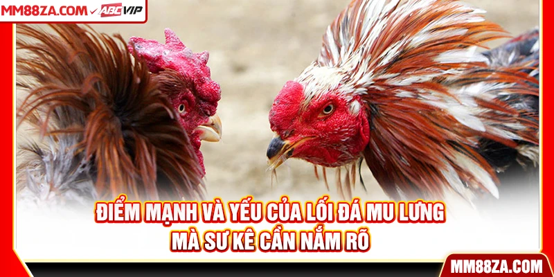 Điểm mạnh và yếu của lối đá mu lưng mà sư kê cần nắm rõ