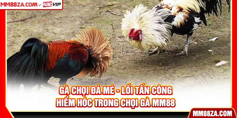 Gà Chọi Đá Mé