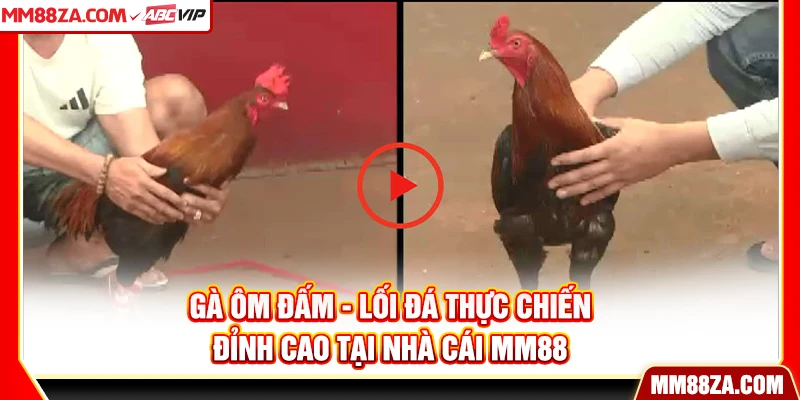 Gà Ôm Đấm