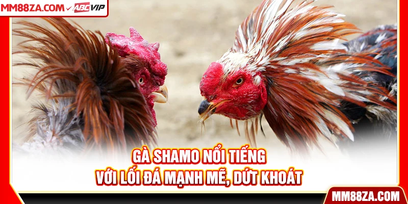 Gà Shamo nổi tiếng với lối đá mạnh mẽ, dứt khoát