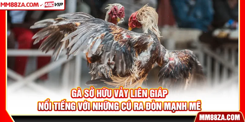 Gà sở hữu vảy liên giáp nổi tiếng với những cú ra đòn mạnh mẽ
