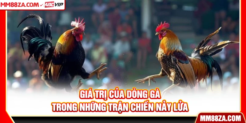 Giá trị của dòng gà trong những trận chiến nảy lửa