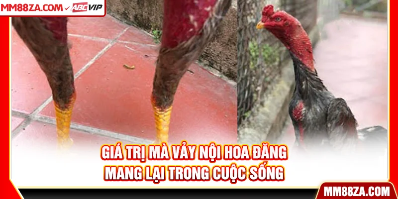 Giá trị mà vảy nội hoa đăng mang lại trong cuộc sống