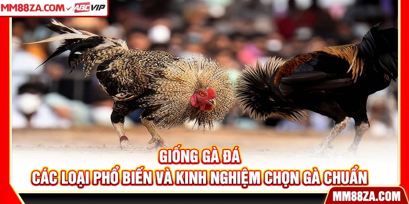 Giống Gà Đá