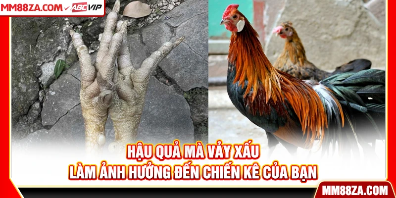Hậu quả mà vảy xấu làm ảnh hưởng đến chiến kê của bạn