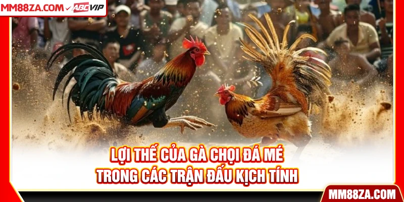 Lợi thế của gà chọi đá mé trong các trận đấu kịch tính