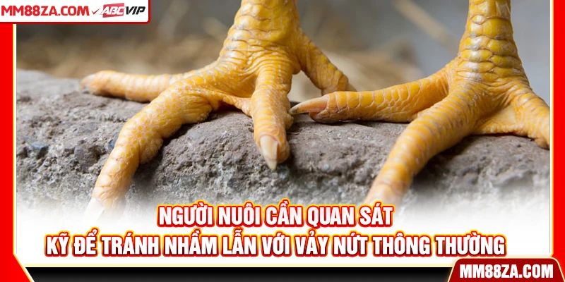 Người nuôi cần quan sát kỹ để tránh nhầm lẫn với vảy nứt thông thường