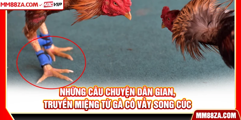 Những câu chuyện dân gian, truyền miệng từ gà có vảy song cúc