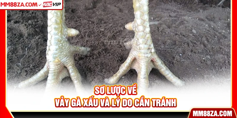 Sơ lược về vảy gà xấu và lý do cần tránh