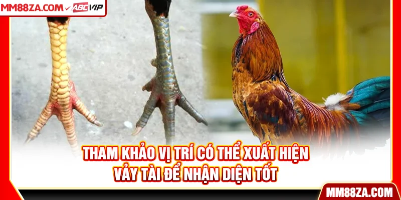 Tham khảo vị trí có thể xuất hiện vảy tài để nhận diện tốt