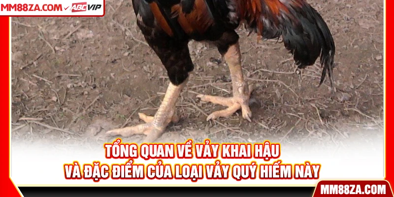 Tổng quan về vảy khai hậu và đặc điểm của loại vảy quý hiếm này