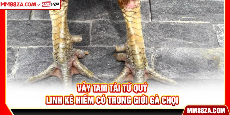 Vảy Tam Tài Tứ Quý